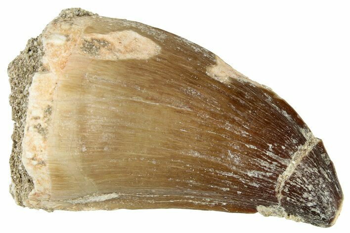 Fossil Mosasaur (Prognathodon) Tooth - Morocco #326429